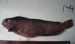 Image of prowfish