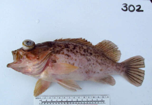 Image of Kelp rockfish