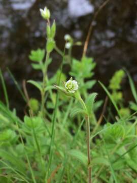 Image of common mouse-ear chickweed