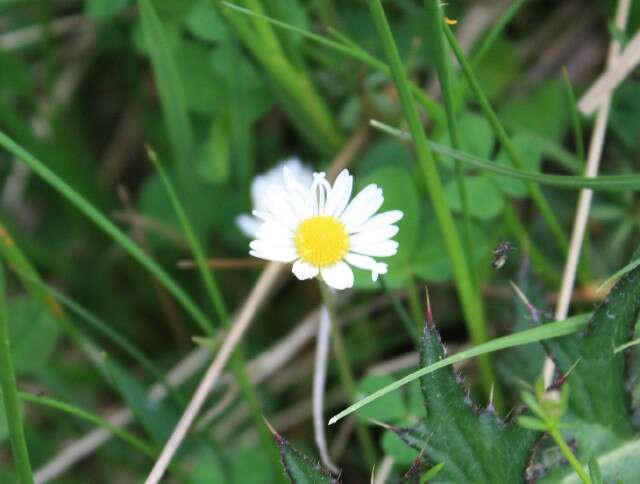 Image of Daisy