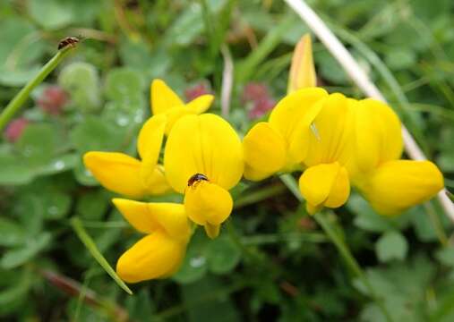 Слика од Lotus corniculatus L.