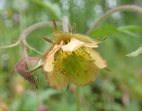 Image of Water Avens