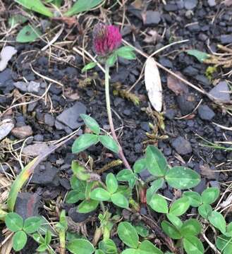 Image of Red Clover