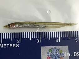 Image of Pacific sand lance