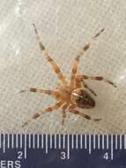 Image of Garden spider