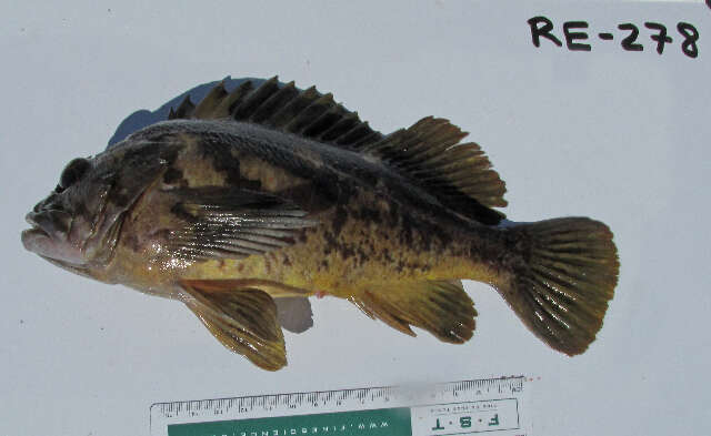 Image of Black-and-yellow rockfish