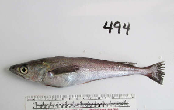 Image of North Pacific Hake