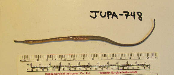 Image of Great Pipefish