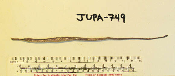 Image of Great Pipefish