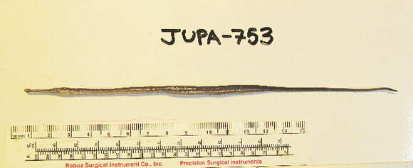 Image of Great Pipefish