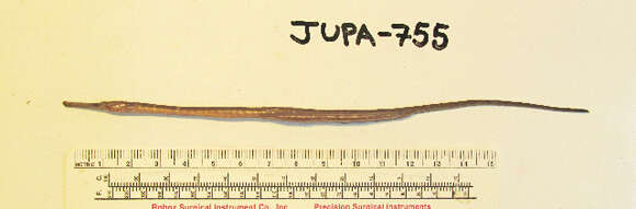 Image of Great Pipefish