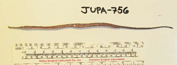 Image of Great Pipefish