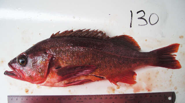 Image of Northern rockfish