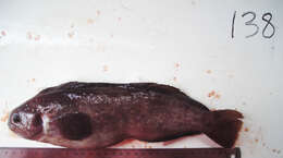 Image of prowfish