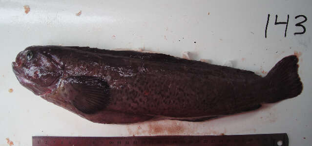 Image of prowfishes