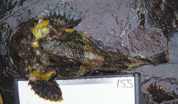 Image of Great sculpin