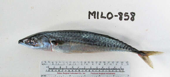 Image of Pacific Chub Mackerel