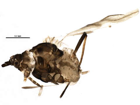 Image of Neotoxoptera