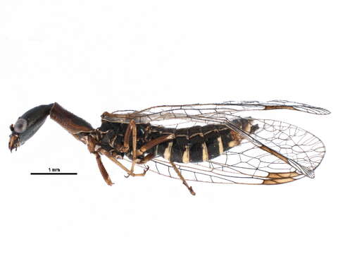 Image de Raphidioptera