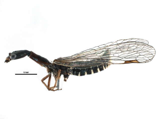 Image of snakeflies