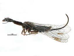 Image of snakeflies
