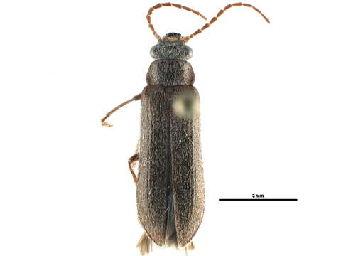 Image of dascillid soft-bodied plant beetles