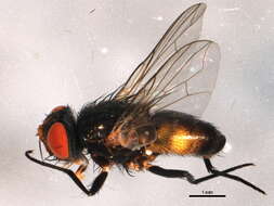 Image of Phantasiomyia