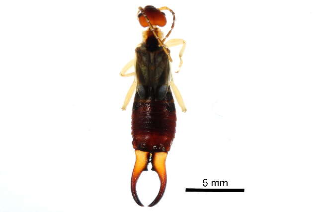 Image of earwigs