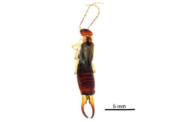 Image of earwigs