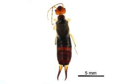 Image of earwigs