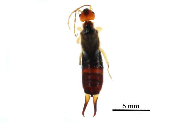 Image of earwigs