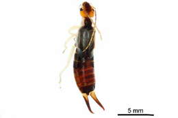 Image of earwigs