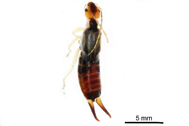 Image of earwigs