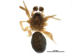 Image of Spirembolus