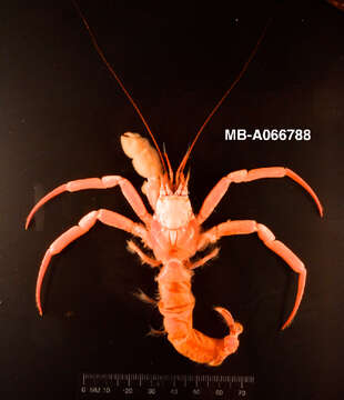 Image of deepwater hermit crabs