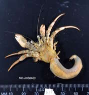 Image of Sand hermit crab