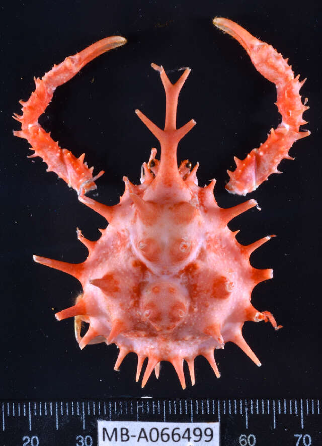 Sivun Lithodes Latreille 1806 kuva