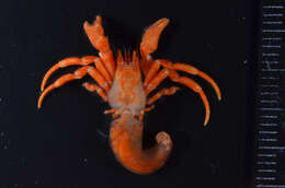 Image of Pseudopaguristes McLaughlin 2002