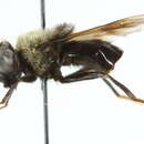 Imagem de Sericomyia vockerothi Skevington 2012