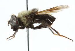 Imagem de Sericomyia vockerothi Skevington 2012