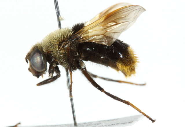 Imagem de Sericomyia vockerothi Skevington 2012