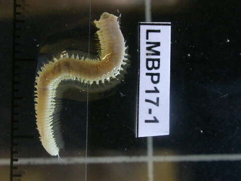 Image of Slender Ragworm