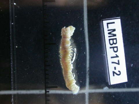 Image of Slender Ragworm