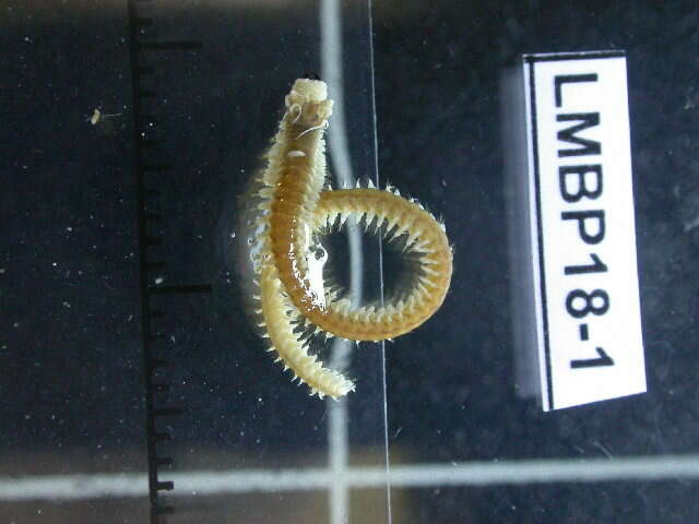 Image of marine ragworm