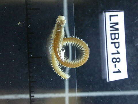 Image of marine ragworm