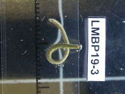 Image of green paddle worm