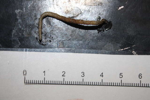 Image of Spindle-shaped Tubeworm