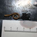 Image of boa worm