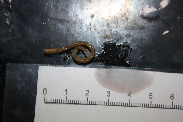 Image of boa worm