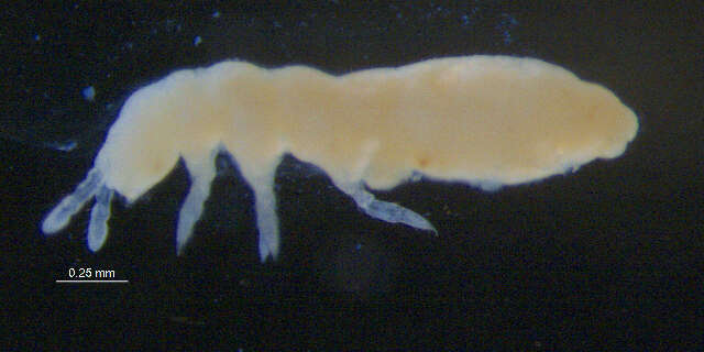 Image of Onychiurinae